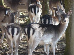 flock of cute gray wild deer