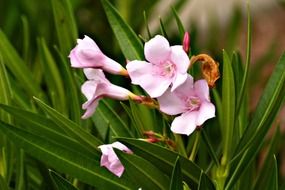 exotic pink flowers on a bush with oblong leaves