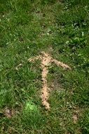 arrow on green grass