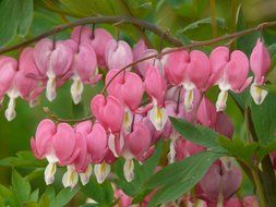 pink flower bleeding heart