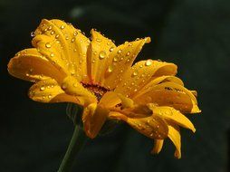 Raindrops on the yellow daisy flower