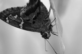 moth macro shot