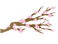 Pink cherry blossoms japanese draft