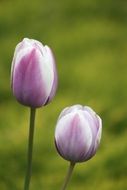 Natural purple Tulips