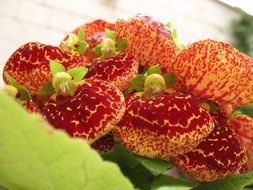 flower with unusual bloom