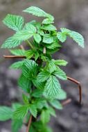 bush branch with green leaves