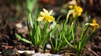 daffodils, spring flowers