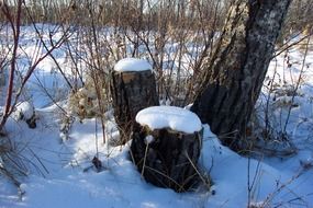 Stumps with the snow in the forest