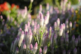 lavender in landscaped garden