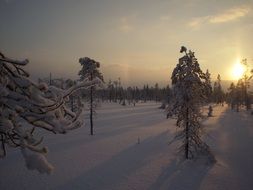 Sunset in winter in the forest