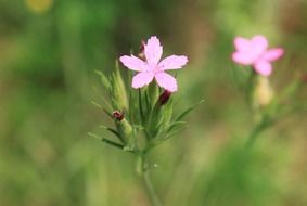 small pink wildflower