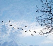 landscape of birds flying against light