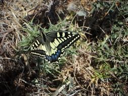 Yellow and blue butterfly on the grass