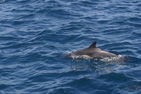 dolphin in the sea close up