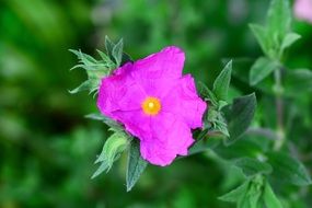 pink cistus