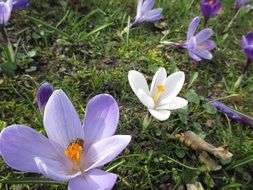 picture of the purple crocus flowers