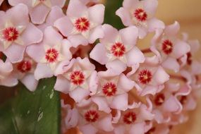 pink bouquet of wax plant