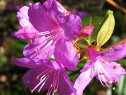 purple azalea flowers in a spring garden