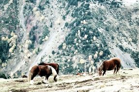 horses girona landscape animals
