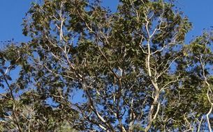 copper tree in india