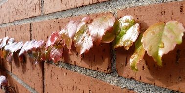 wet grape leaves on a brick wall