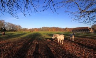 autumn horses shadow