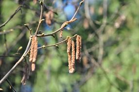 branches with earrings of walnut tree