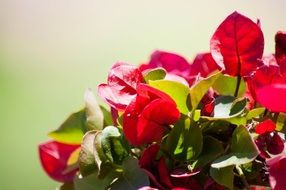 extraordinarily beautiful bougainvillea