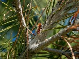 caterpillars on the tree