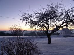 tree on the ground with snow