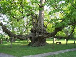 Large tree in a park