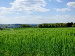 terrific spring landscape