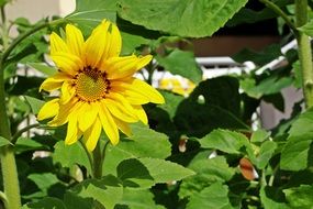 small yellow sunflower in the garden