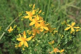 flowers herbal hypericum