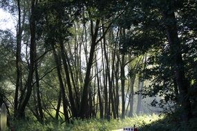 forest path among trees