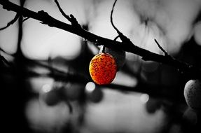 bright berry on a bare branch