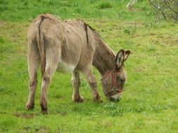 donkey graze in a meadow
