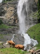 cows graze at the foot of the waterfall
