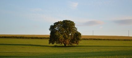 one green tree among a green meadow