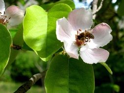 bee wasp bumblebee flower