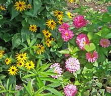 flowers seasonal zinnia
