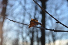 alone leaf on branch at winter