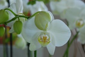 fascinating orchid white flower
