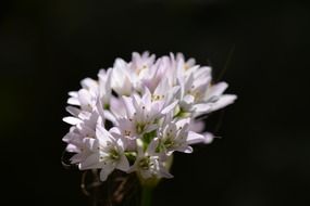 white flowers pollen black aback