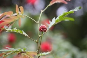 Red sprout on plant
