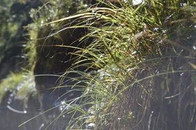 drop of water on green grass