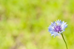 light blue cornflower at blurred green background