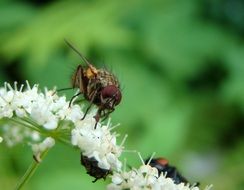 fly on flower close up