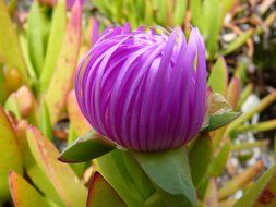 ice plant blossom