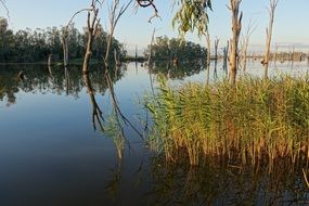 peaceful marshy lake